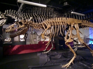 Gorgosaurus 4