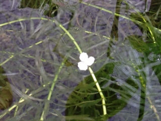 メダカの甕に水草の花