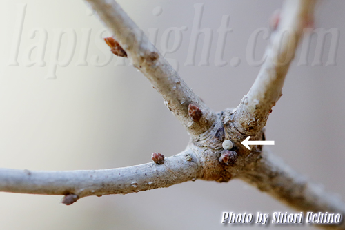 オオミドリシジミ 越冬卵