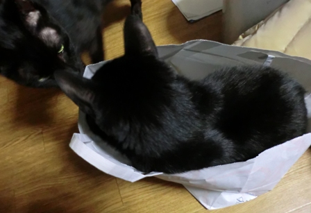 猫二匹袋