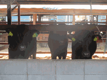 中村牧場の牛たち