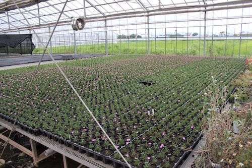 四季咲きナデシコ　ダイアンサス　Dianthus hybrids　育種　生産　販売　松原園芸