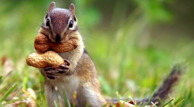 Squirrel-Appreciation-Day_z.jpg
