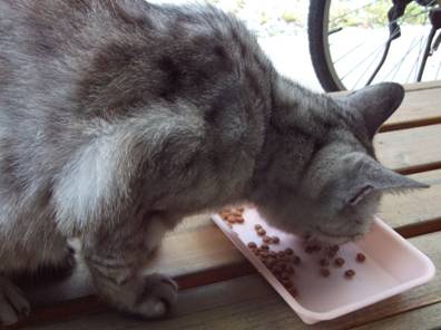 老猫22歳チータがエサを食べてる