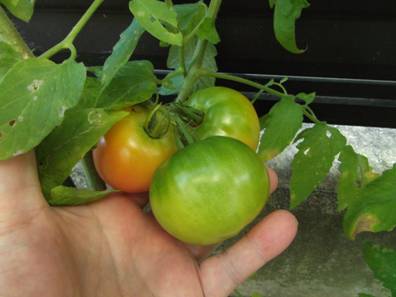 家庭菜園のトマトが赤くなりだしたデジカメ写真
