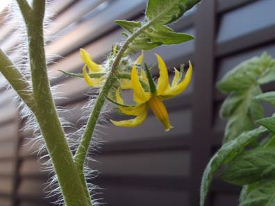 家庭菜園のトマトの花をズームアップデジカメ撮影