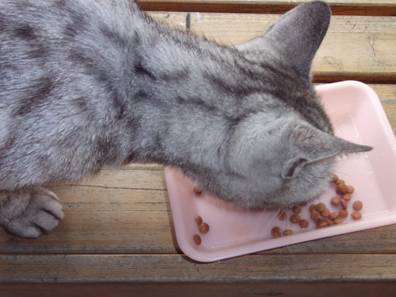 老猫専用のエサを食べる老猫22歳のチータ