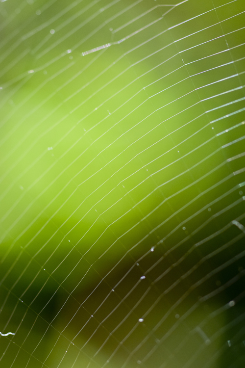 蜘蛛の巣　干渉縞