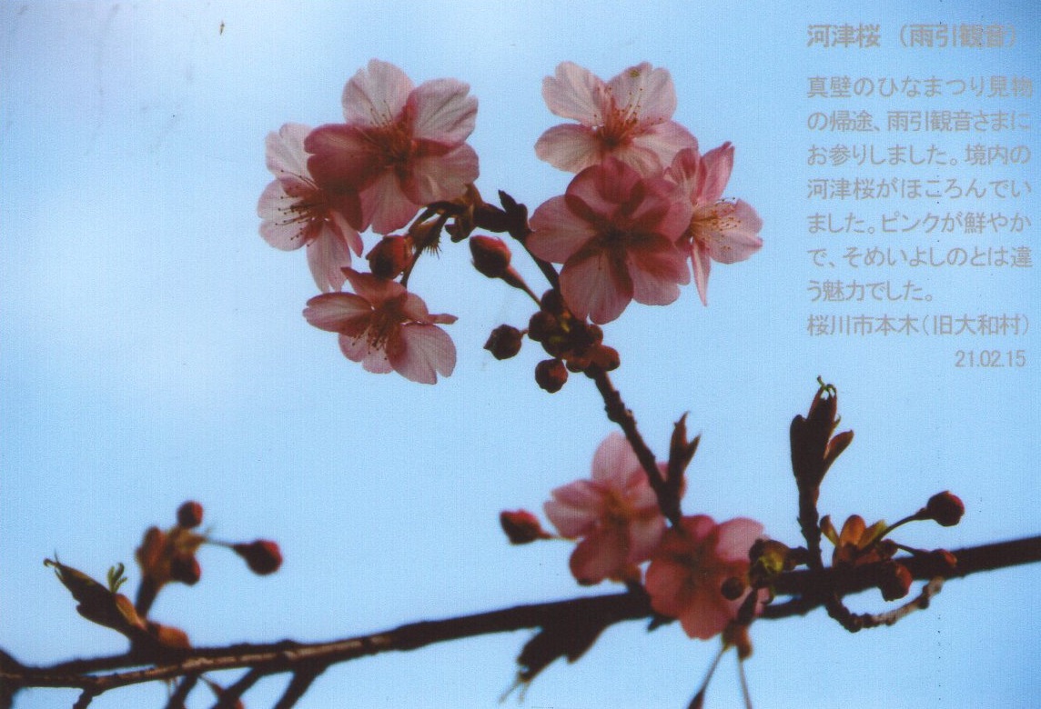 0215河津桜