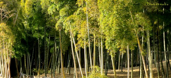 京都の竹林　整備されてる所は綺麗