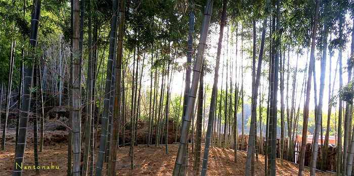 京都の竹林　整備されてる所は綺麗　２