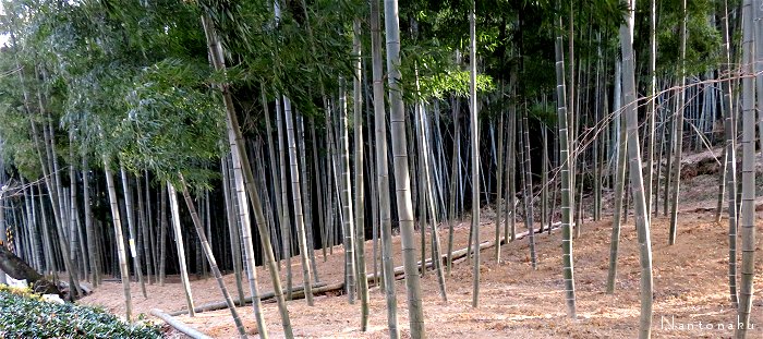 京都の竹林　整備されてる所は綺麗　３