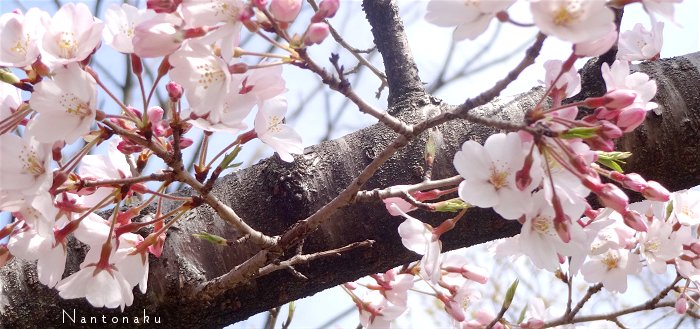 初々しい　咲き始めの桜