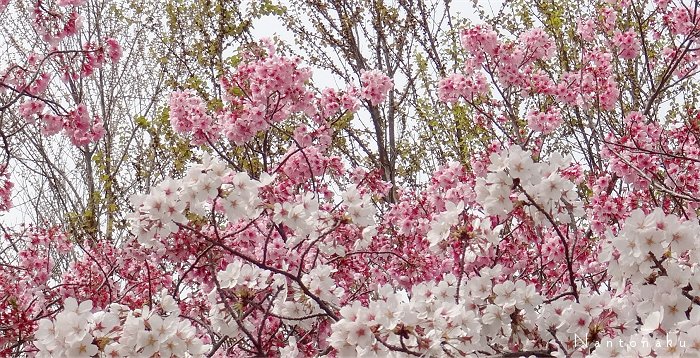 桜の花を愛でる　２