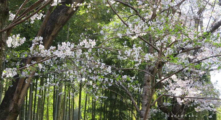 2022 4 8 京都の竹林と桜　どっちも主役　2