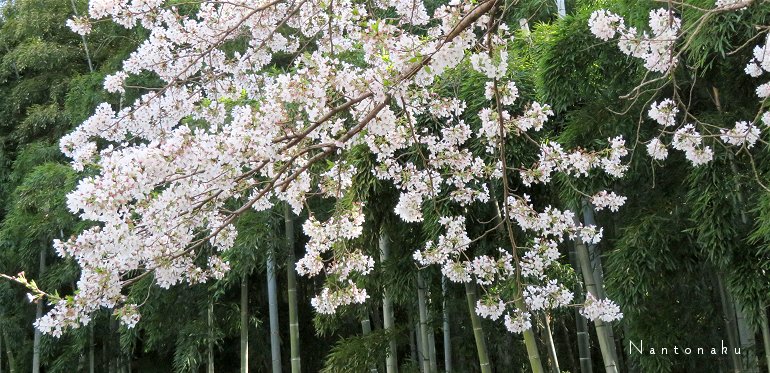 2022 4 8 京都の竹林と桜　どっちも主役　3