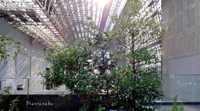 京都駅の大階段を東の植物エリアからパチリ２