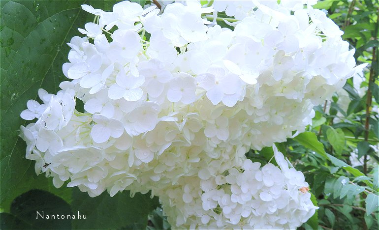 花が大きすぎて　雨つゆのせいでうなだれる白紫陽花