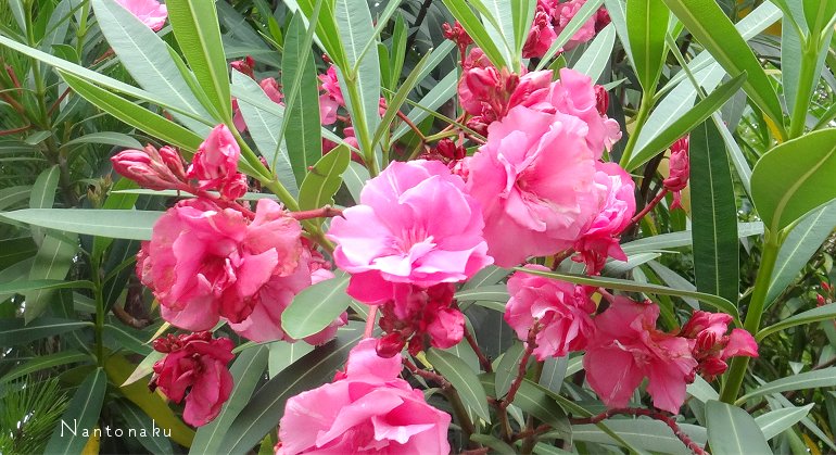 初夏のピンクの花２