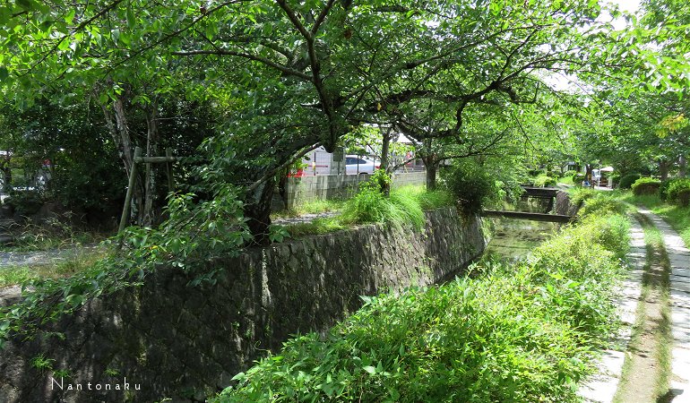 京都　銀閣寺から南に　哲学の道をのんびり散策　2