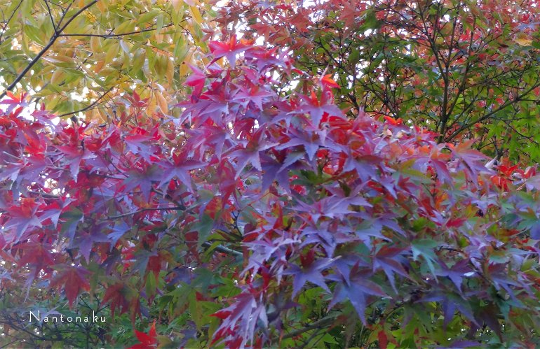 京都　11月　美しい紅葉　２