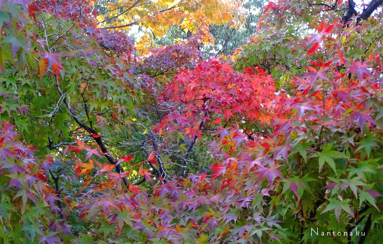 京都　11月　美しい紅葉　１