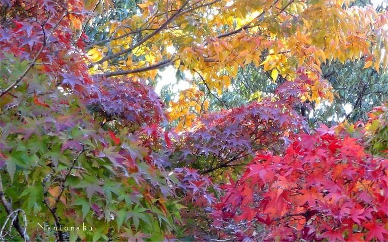 京都　11月　美しい紅葉　３