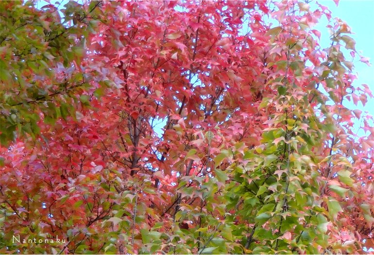 京都　11月　美しい紅葉　１７