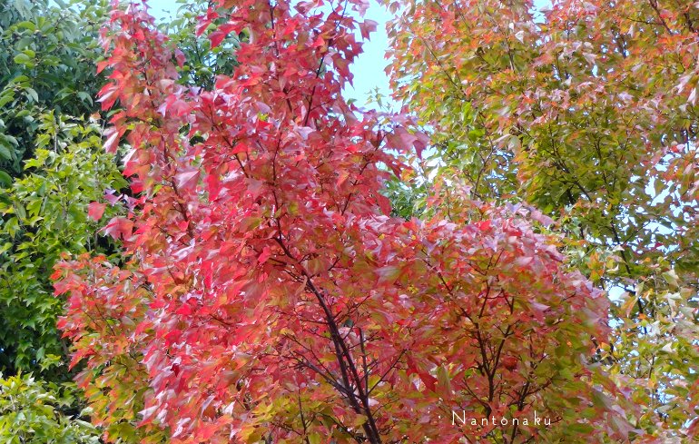京都　11月　美しい紅葉　１６