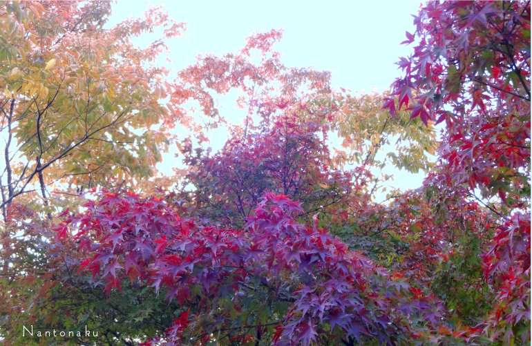 京都　11月　美しい紅葉　９