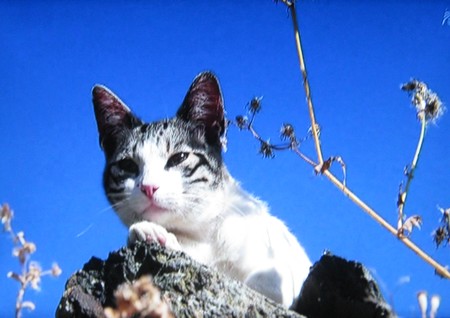 岩合光昭の世界ネコ歩き「スペイン・マドリード」