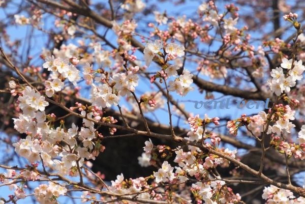 桜を見に4