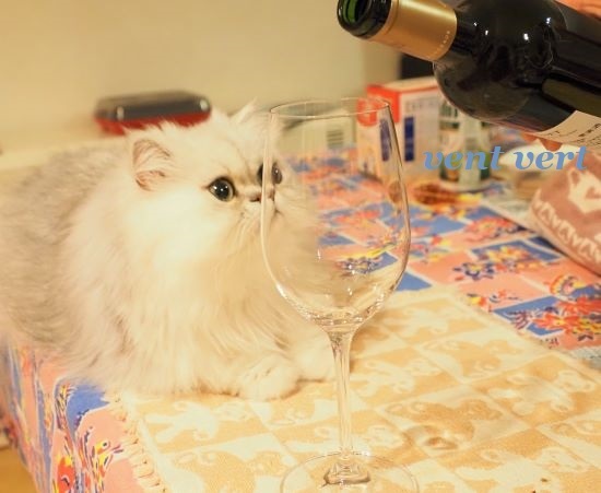 猫にワイン4