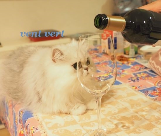 猫にワイン5