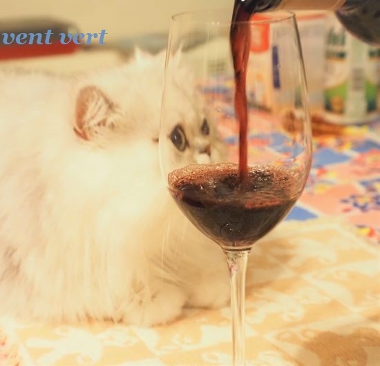 猫にワイン7