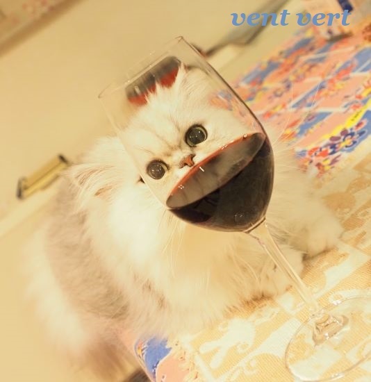 猫にワイン8