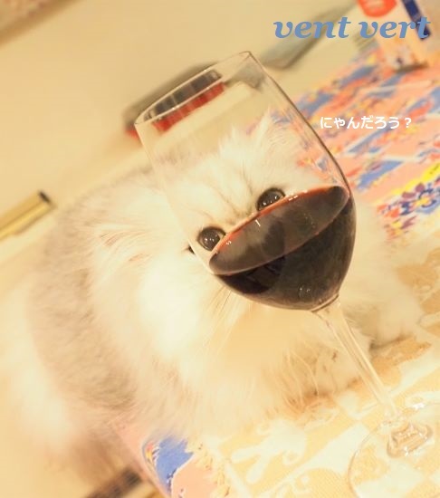 猫にワイン9
