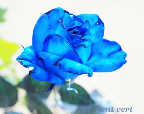 青い薔薇2