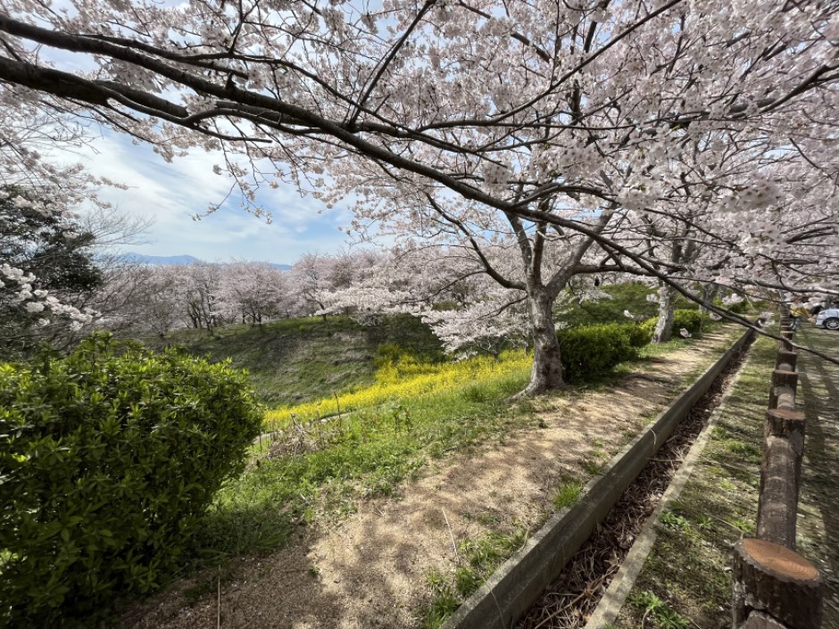 竜王山桜