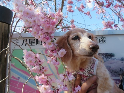 枝垂れ桜と笑花　2022