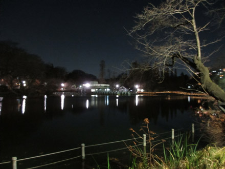 夜の井の頭公園