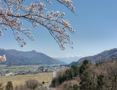 春3題ー桜と白山連峰