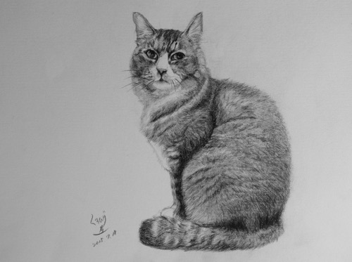 くろひげ屋ニャンズと猫の鉛筆画 鉛筆画 愛猫、くろを描く