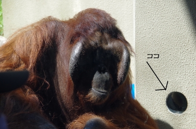 福岡市動物園 オランウータン ミミさん53歳