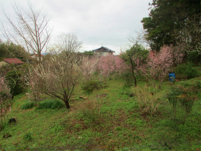 220319よその畑の早咲きの桜