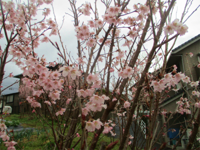 220319道端の早咲きの桜