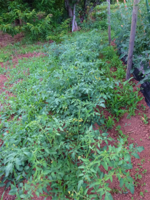 220629自生トマトは究極のソバージュ栽培