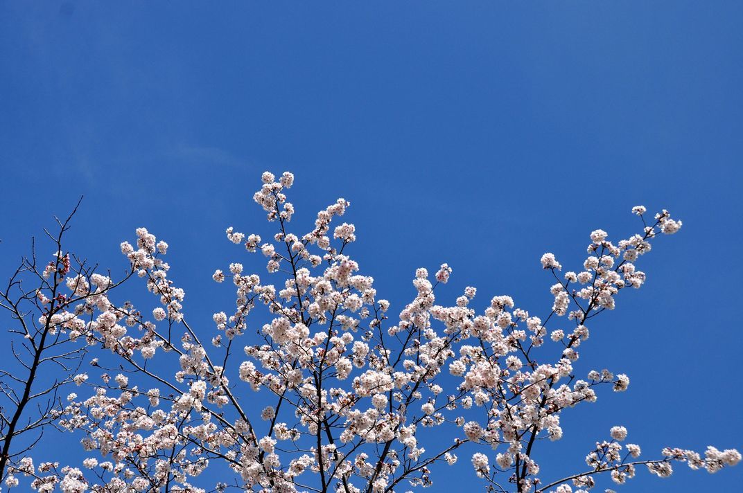 ⑫「春色の青空に向かって咲くさくら」