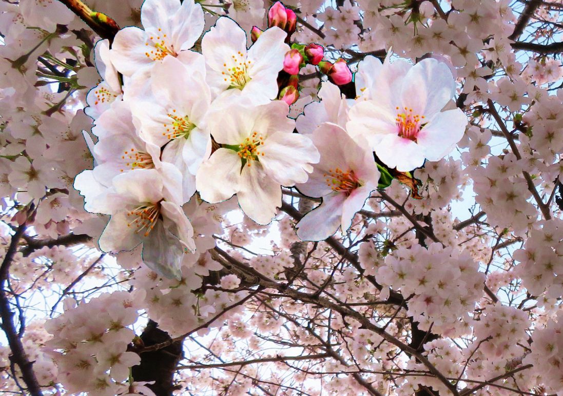 ②「桜ー２」