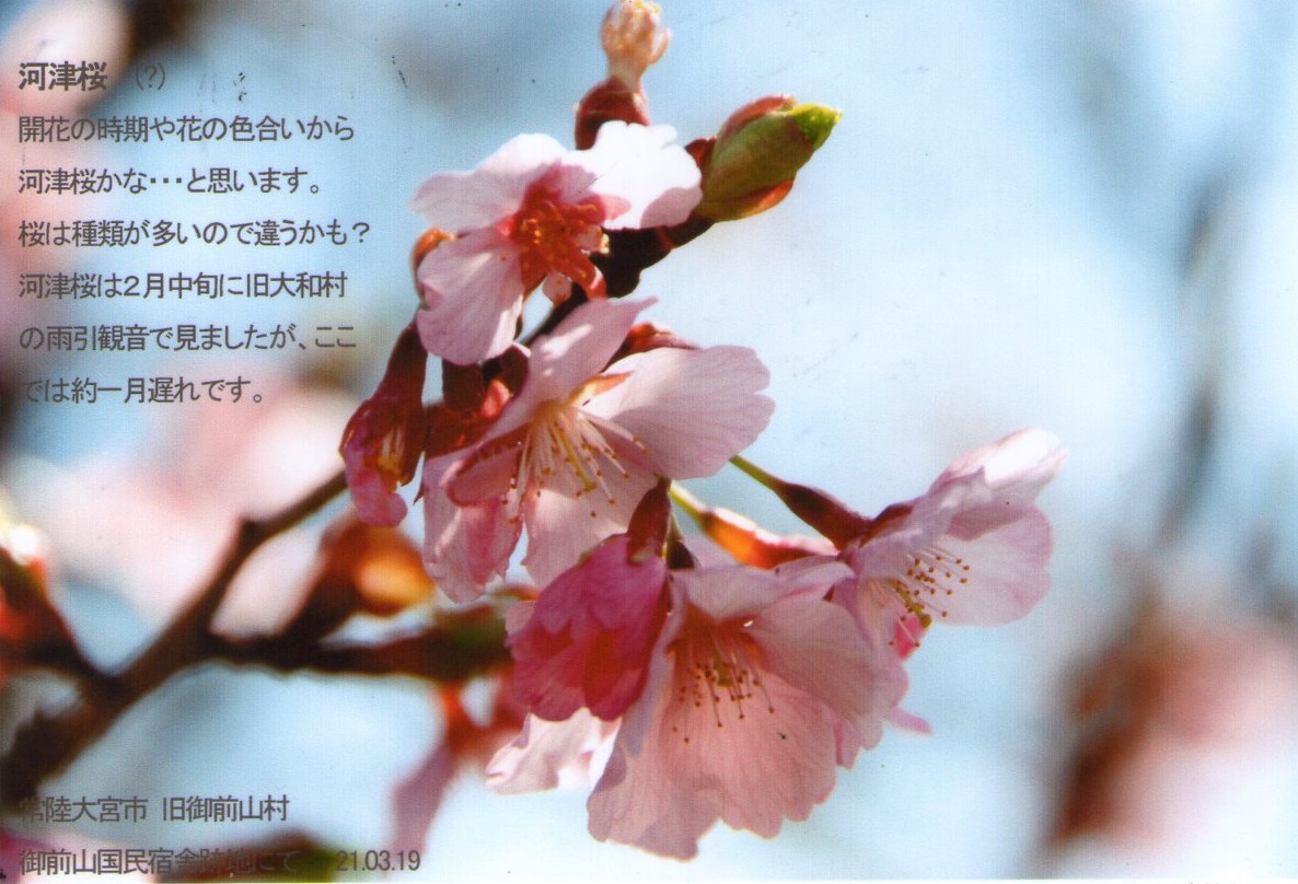 0319河津桜